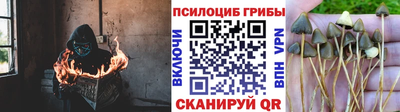 дарнет шоп  Суоярви  Галлюциногенные грибы мицелий 